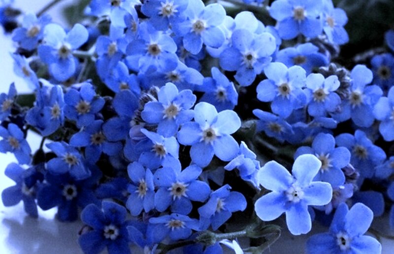 Blue Forget-me-not Flowers — Calm, Photograph, Bloom