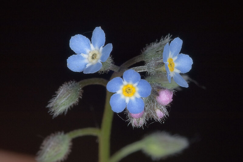 Blue Forget-me-not Flowers — Calm, Photograph, Buds
