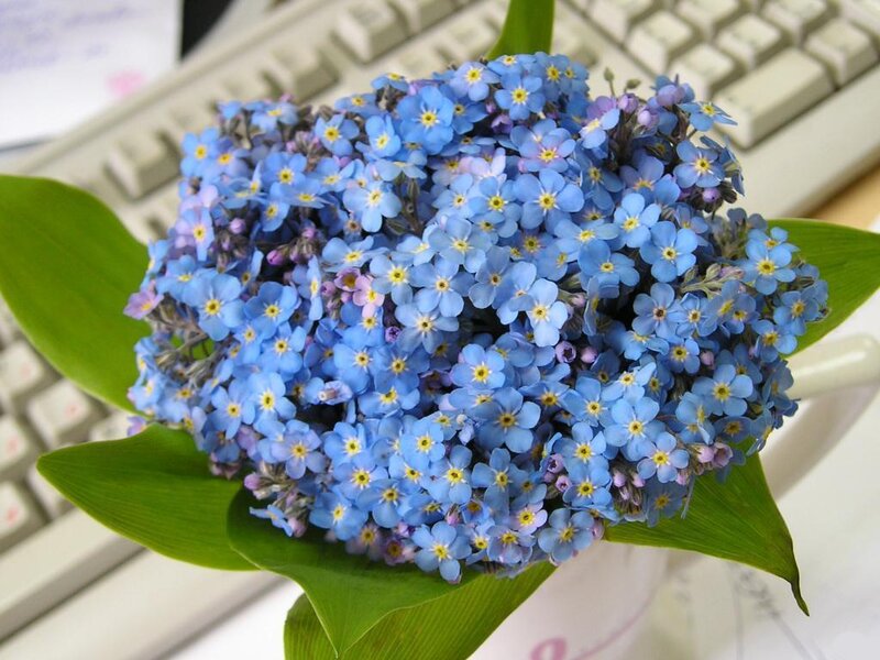 Blue Forget-me-not Flowers — Calm, Photograph