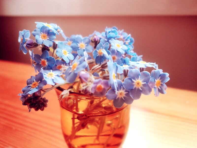 Blue Forget-me-not Flowers — Calm, Photograph, Vase, Table
