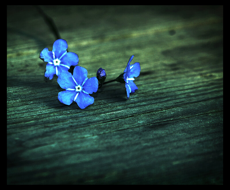Blue Forget-me-not Flowers — Calm, Photograph, Wooden Surface
