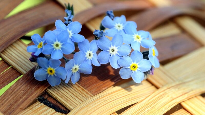 Blue Forget-me-not Flowers — Calm, Spring, Photograph, Basket