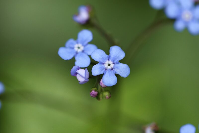 Blue Forget-me-not Flowers — Calm, Spring, Photograph, Buds, Green Leaves