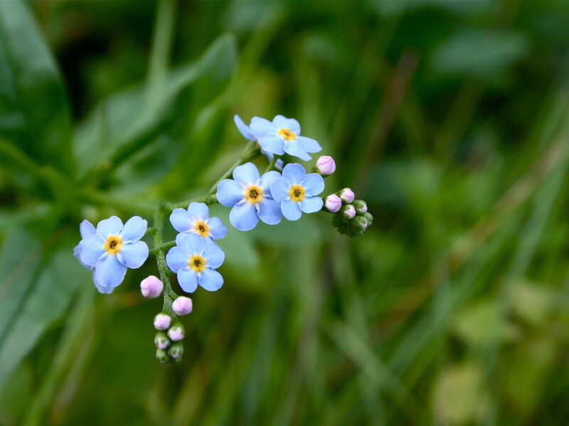 Blue Forget-me-not Flowers — Calm, Spring, Photograph, Buds