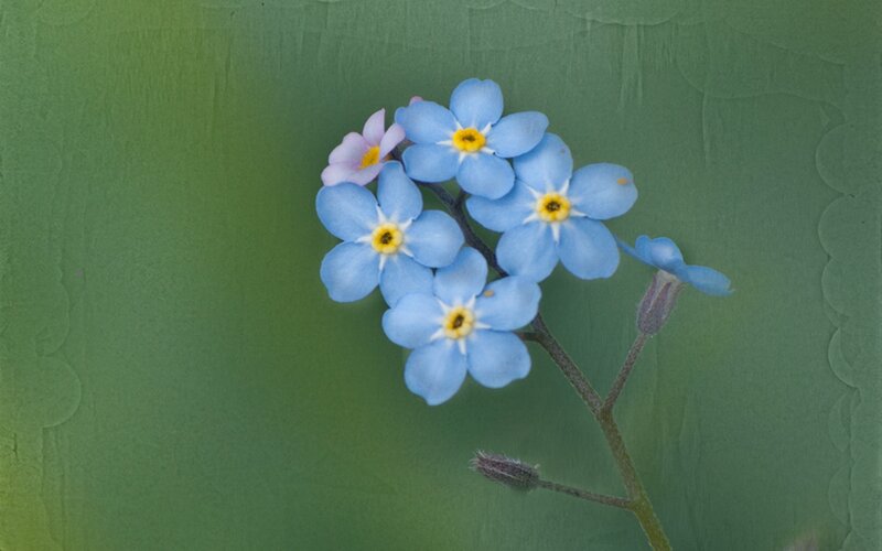 Blue Forget-me-not Flowers — Calm, Spring, Photograph, Flower