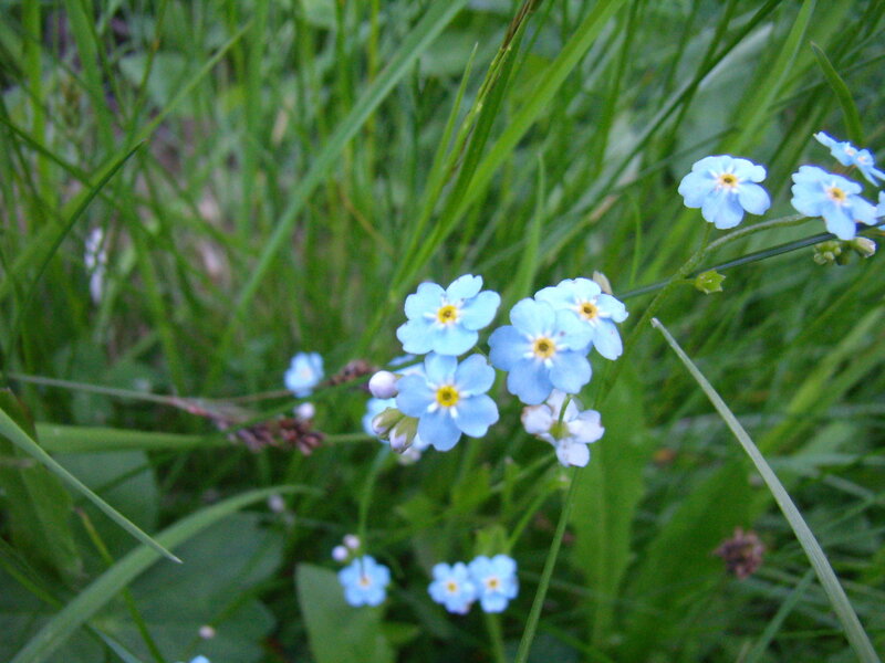 Blue Forget-me-not Flowers — Calm, Spring, Photograph, Grass