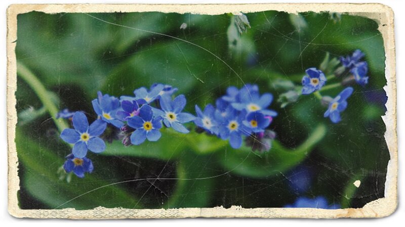 Blue Forget-me-not Flowers — Calm, Spring, Photograph, Green Leaves, Stem