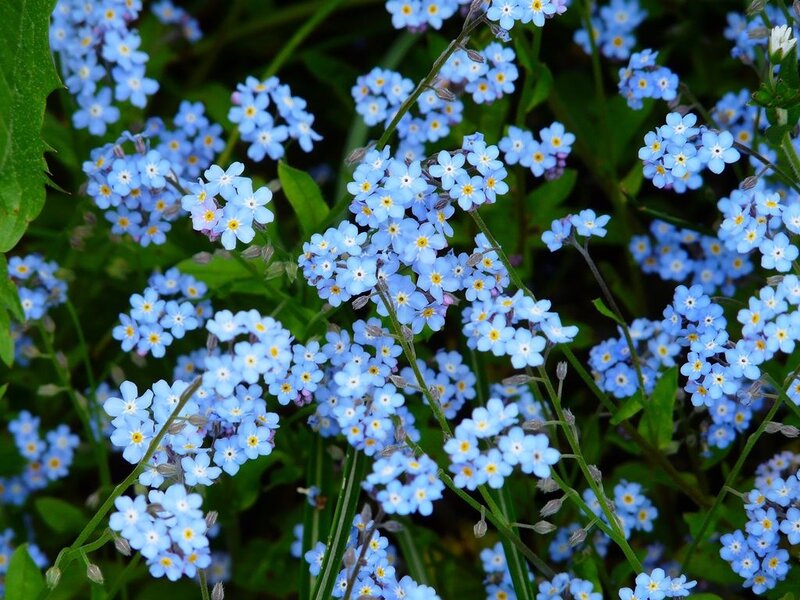 Blue Forget-me-not Flowers — Calm, Spring, Photograph, Green Leaves, Stems