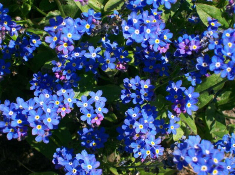Blue Forget-me-not Flowers — Calm, Spring, Photograph, Green Leaves