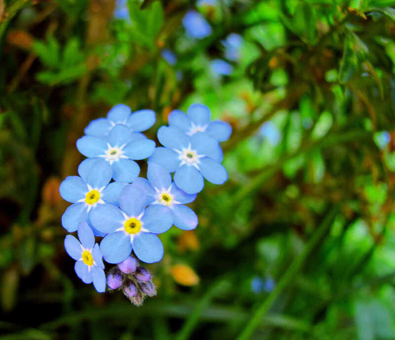 Blue Forget-me-not Flowers — Calm, Spring, Photograph, Green Leaves, Yellow Centers, Green