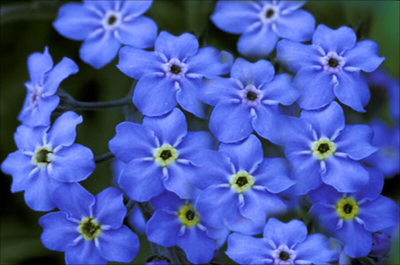 Blue Forget-me-not Flowers — Calm, Spring, Photograph, Greenery