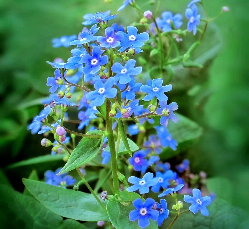 Blue Forget-me-not Flowers — Calm, Spring, Photograph, Leaves
