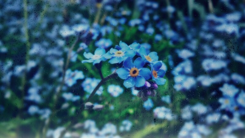 Blue Forget-me-not Flowers — Calm, Spring, Photograph, Raindrops