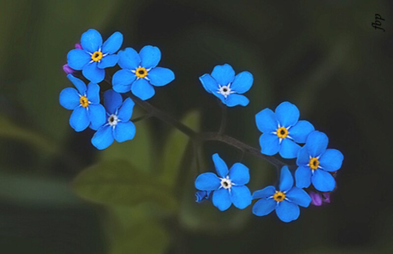Blue Forget-me-not Flowers — Calm, Spring, Photograph, Stem