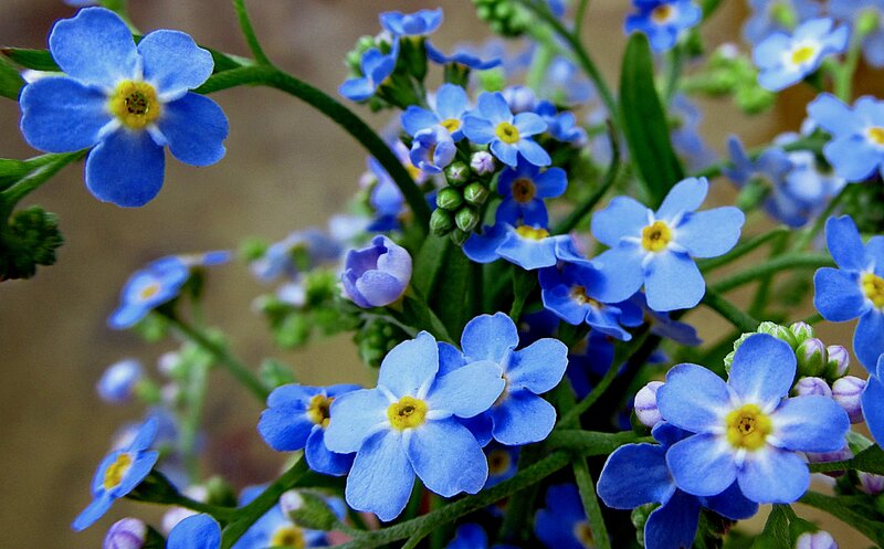Blue Forget-me-not Flowers — Calm, Spring, Photograph, Stems, Buds