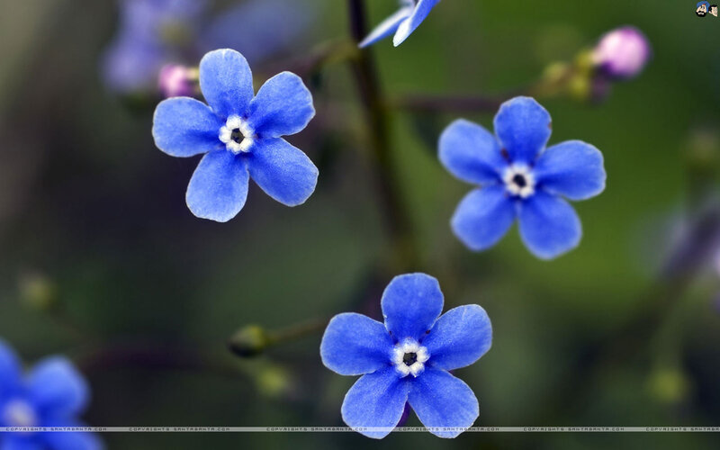 Blue Forget-me-not Flowers — Calm, Spring, Photograph, Stems