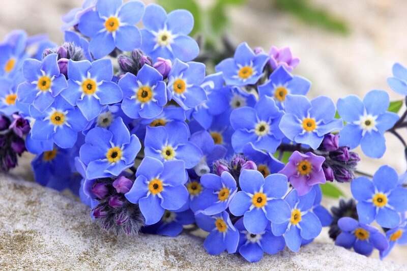 Blue Forget-me-not Flowers — Calm, Spring, Photograph, Stone