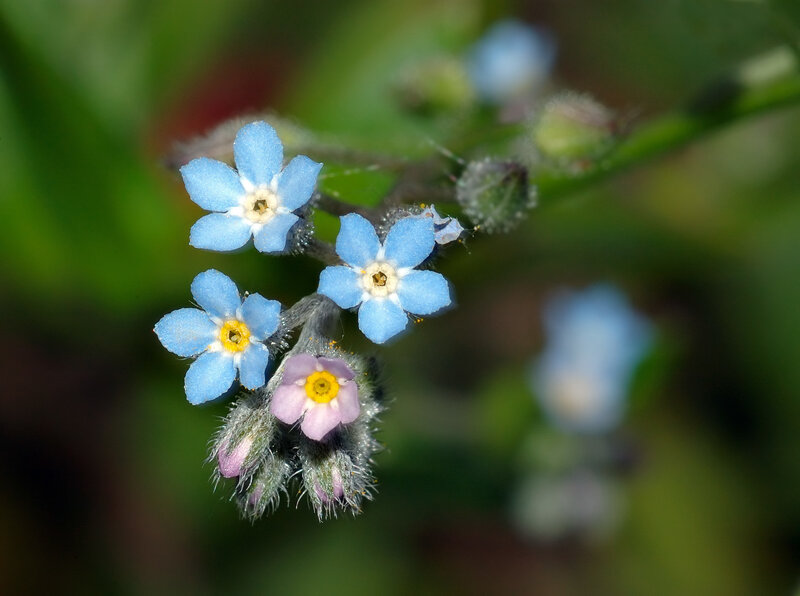 Blue Forget-me-not Flowers — Calm, Spring, Photograph