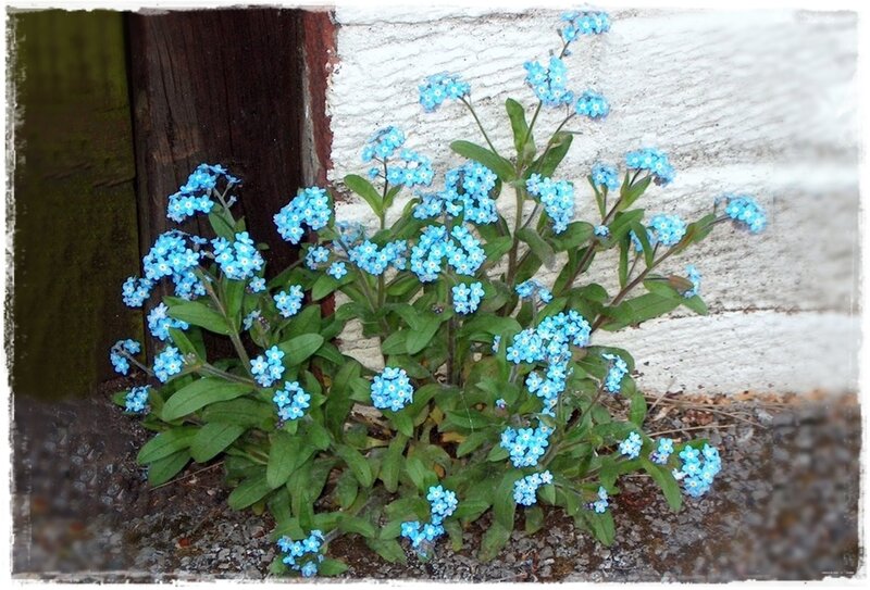 Blue Forget-me-not Flowers — Calm, Spring, Photograph, Wall