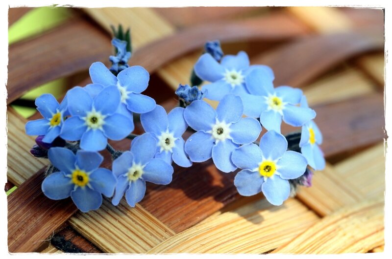 Blue Forget-me-not Flowers — Calm, Spring, Photograph, Woven Surface