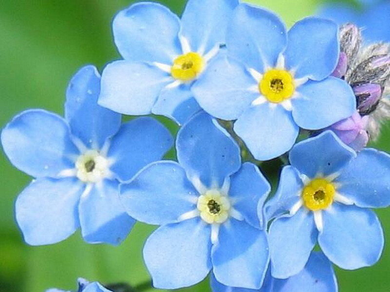 Blue Forget-me-not Flowers — Calm, Spring, Photograph, Yellow Centers, Green Background