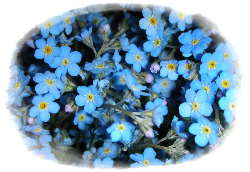 Blue Forget-me-not Flowers — Calm, Spring, Photograph, Yellow Centers, Green Stems