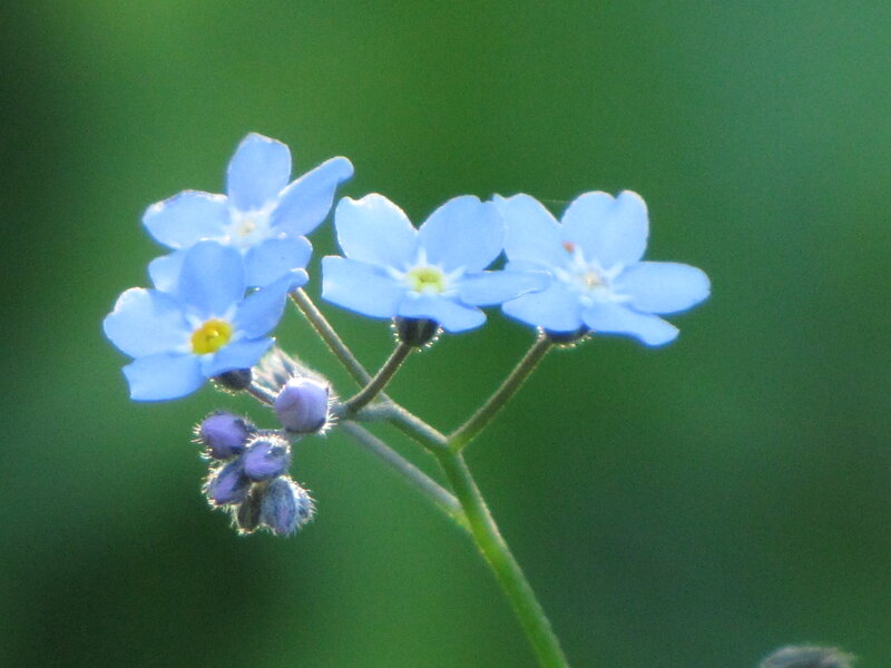 Blue Forget-me-not Flowers — Calm, Spring