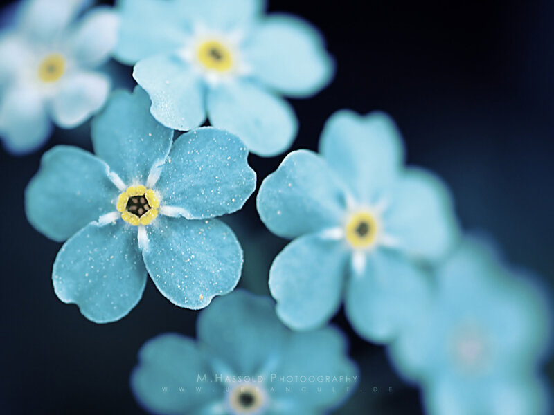 Blue Forget-me-not Flowers — Calm