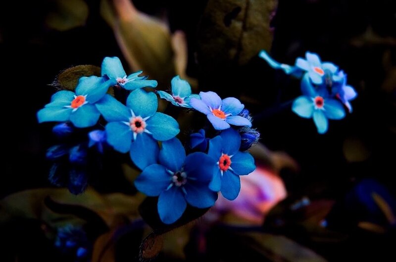 Blue Forget-me-not Flowers — Dramatic, Photograph