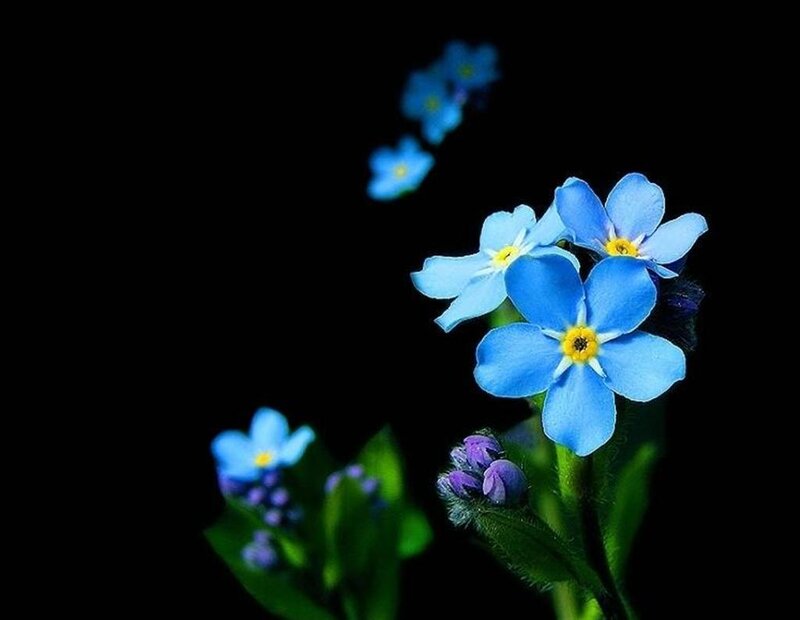 Blue Forget-me-not Flowers — Dramatic