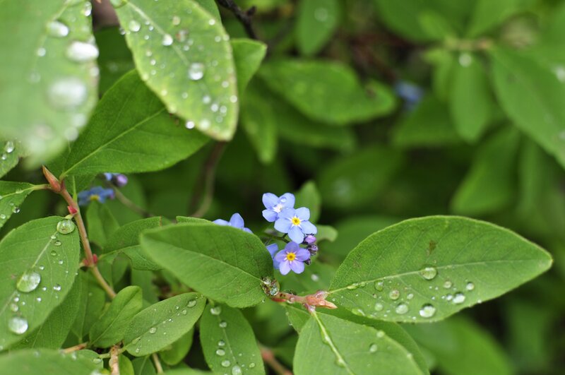 Blue Forget-me-not Flowers — Green, Serene