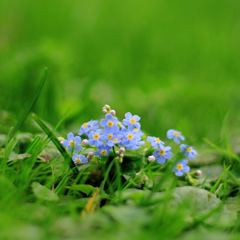 Blue Forget-me-not Flowers — Green