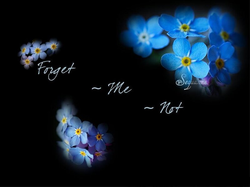 Blue Forget-me-not Flowers — Melancholic