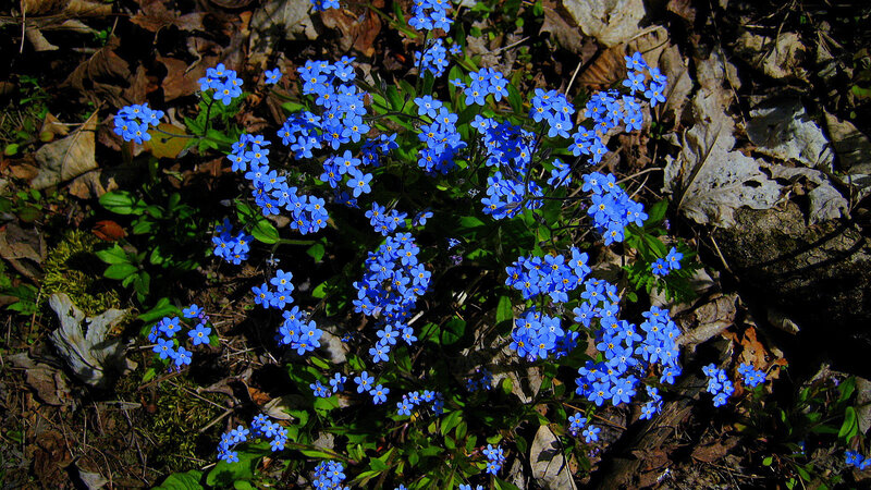 Blue Forget-me-not Flowers — Natural, Spring