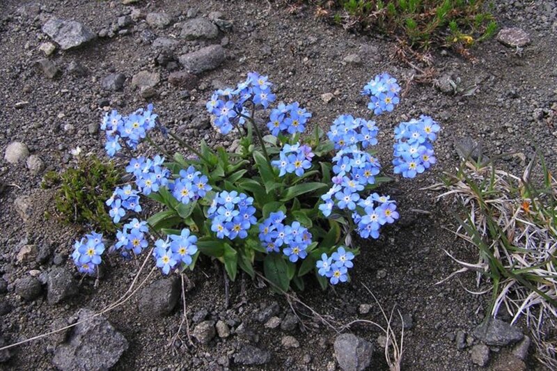 Blue Forget-me-not Flowers — Natural
