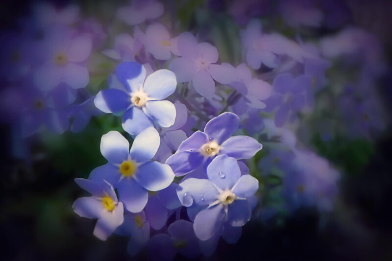 Blue Forget-me-not Flowers — Purple