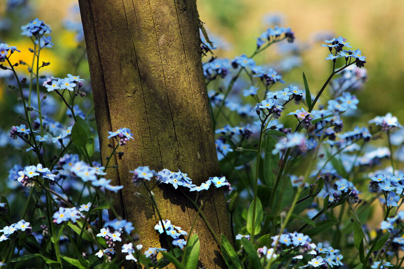 Blue Forget-me-not Flowers — Serene, Afternoon