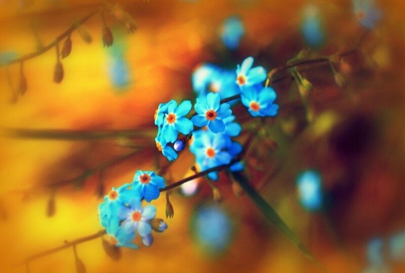 Blue Forget-me-not Flowers — Serene, Autumn