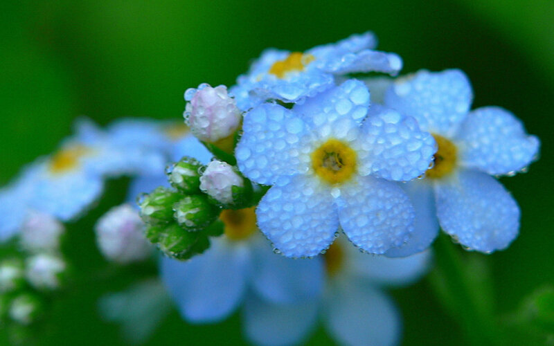 Blue Forget-me-not Flowers — Serene, Morning, Photograph, Buds