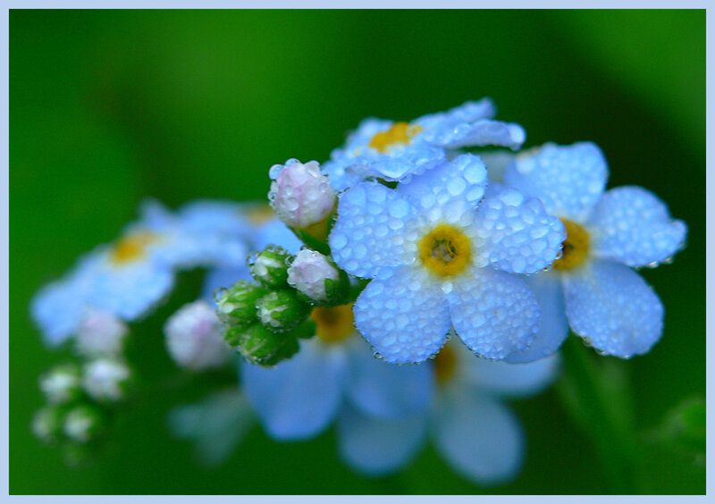 Blue Forget-me-not Flowers — Serene, Morning, Photograph