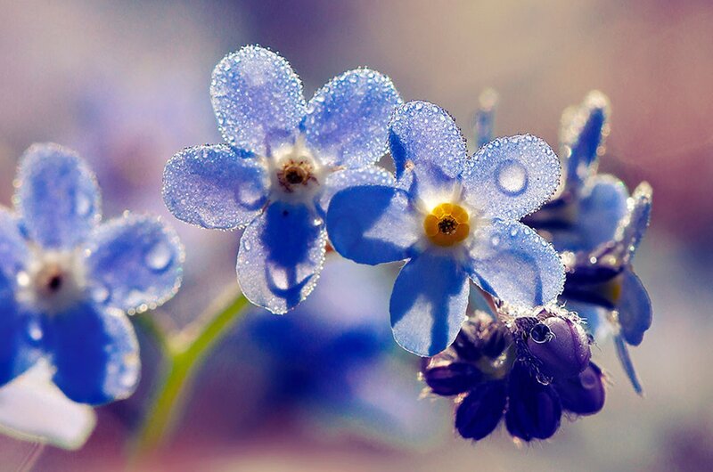 Blue Forget-me-not Flowers — Serene, Morning, Photograph, Water Droplets