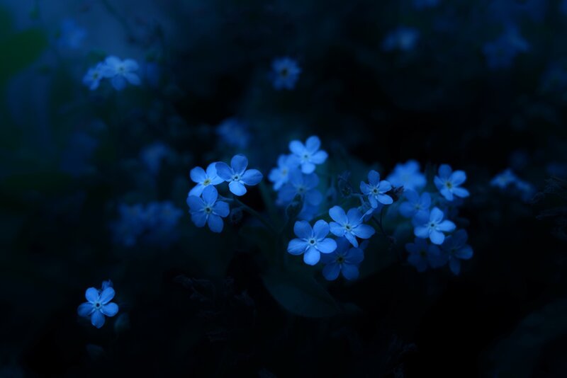 Blue Forget-me-not Flowers — Serene, Night, Photograph, Leaves