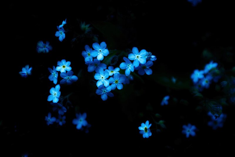 Blue Forget-me-not Flowers — Serene, Night