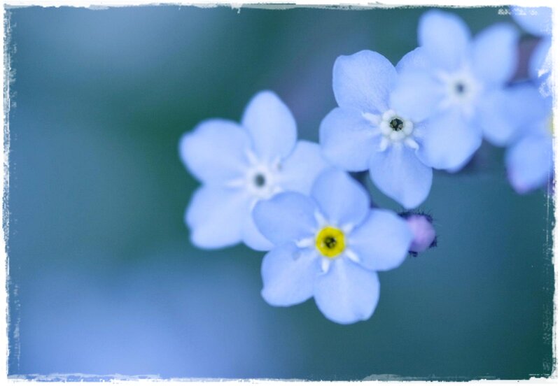 Blue Forget-me-not Flowers — Serene, Photograph, Bloom, Stem