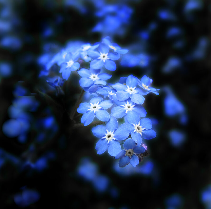 Blue Forget-me-not Flowers — Serene, Photograph, Bloom