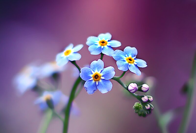 Blue Forget-me-not Flowers — Serene, Photograph, Buds