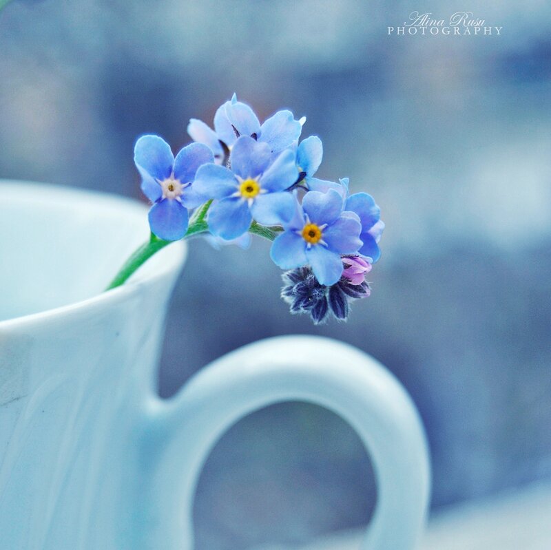 Blue Forget-me-not Flowers — Serene, Photograph, Cup