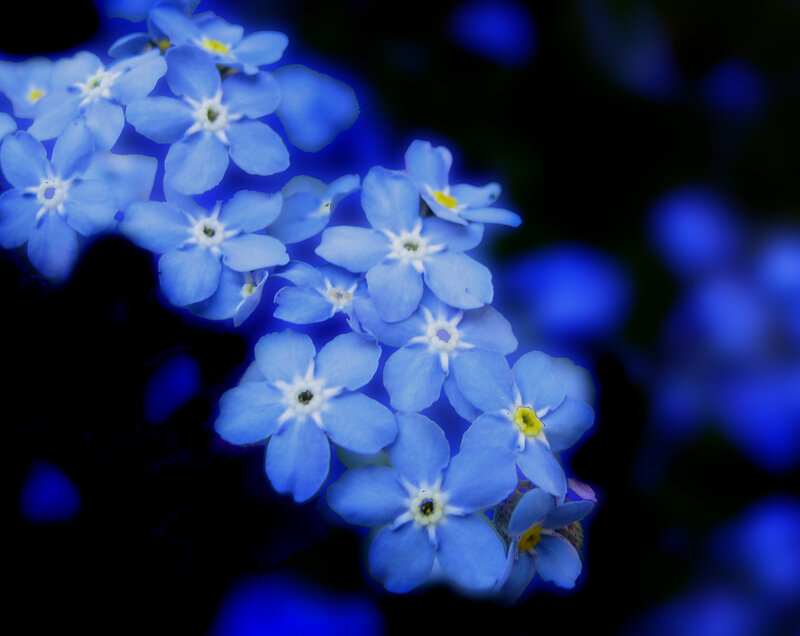 Blue Forget-me-not Flowers — Serene, Photograph, Dark Background
