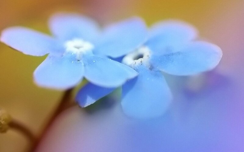 Blue Forget-me-not Flowers — Serene, Photograph, Flower, Petal