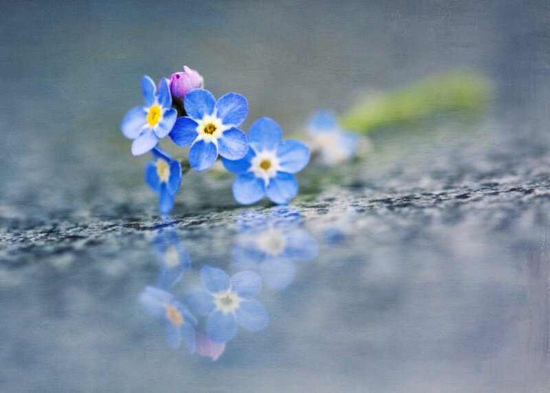 Blue Forget-me-not Flowers — Serene, Photograph, Flower, Reflection